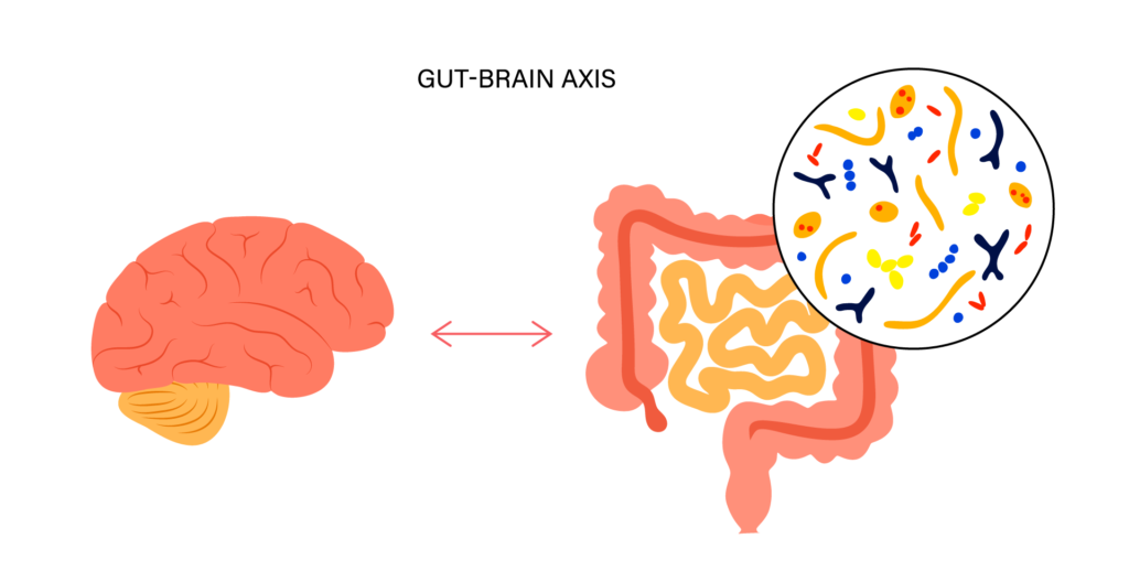 cervello e intestino uniti da frecce rappresentano l'asse intestino-cervello