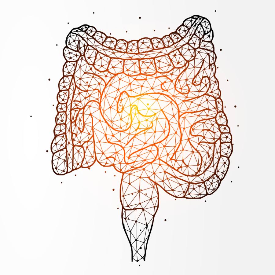illustrazione dell'intestino