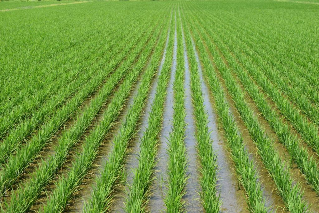 Coltivazione di cereali biologici integrali: la risaia