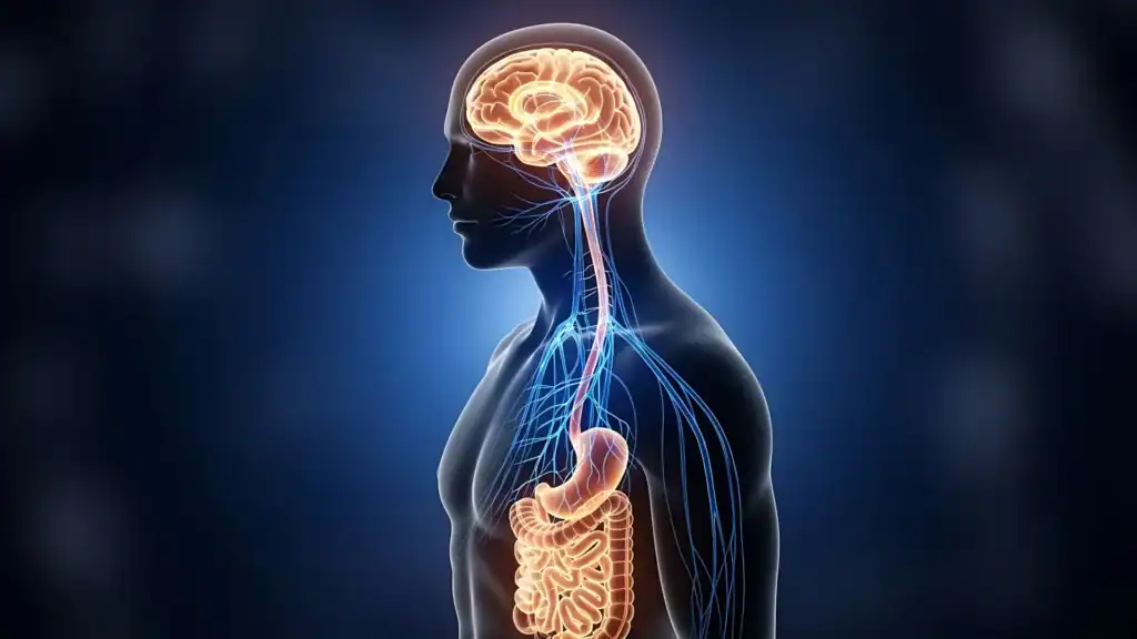 Rappresentazione del sistema nervoso e intestino umano.